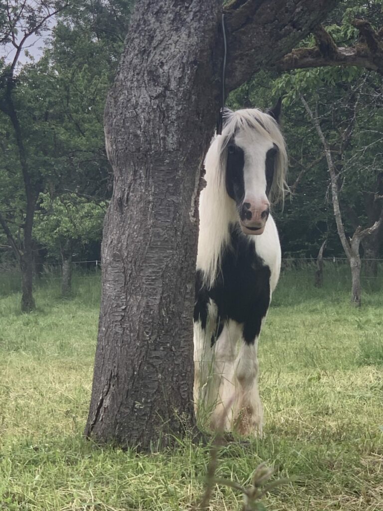Das schwarz-weisse Pferd steht neben einem Baum auf der Weide und blickt den Betrachter an.