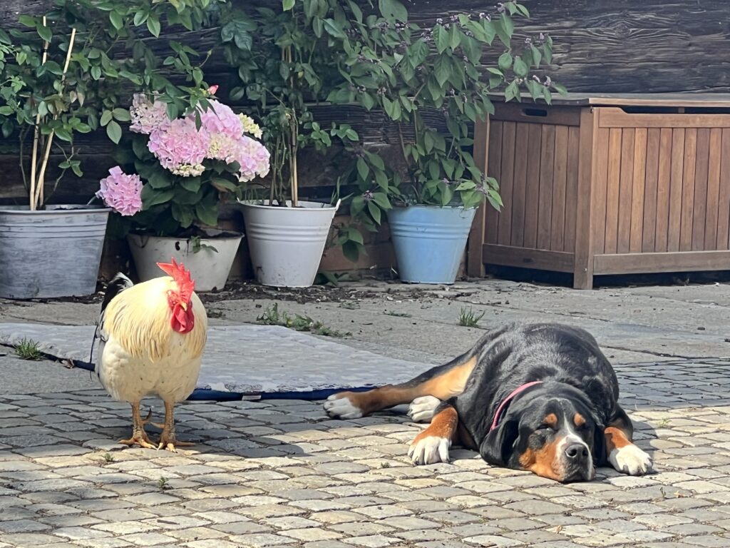 Ein Hund liegt im Innenhof, etwa 50 cm entfernt von ihm steht ein Hahn.