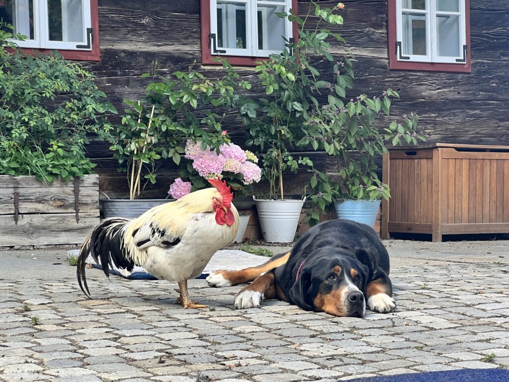 Ein Hund liegt im Innenhof, etwa 20 cm entfernt von ihm steht ein Hahn.
