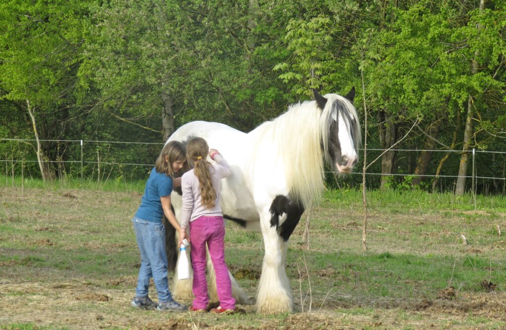 Zwei kleine Mädchen putzen ein frei stehendes schwarz-weißes Pferd auf einer Koppel.