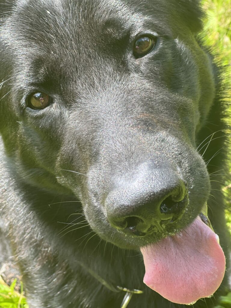 Großer Kopf eine schwarzen Schäferhundes, der von unten zur Kamera hochblickt.