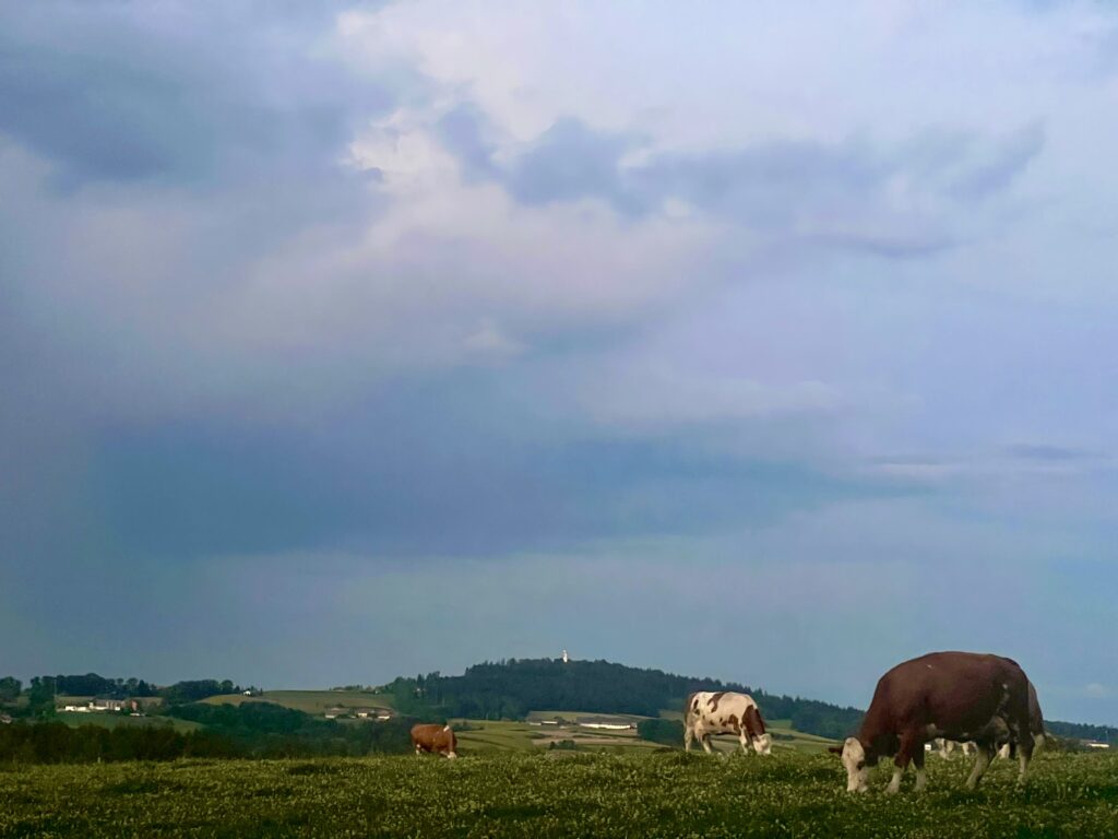 Kühe auf einer Weide, im Hintergrund ein Hügel.