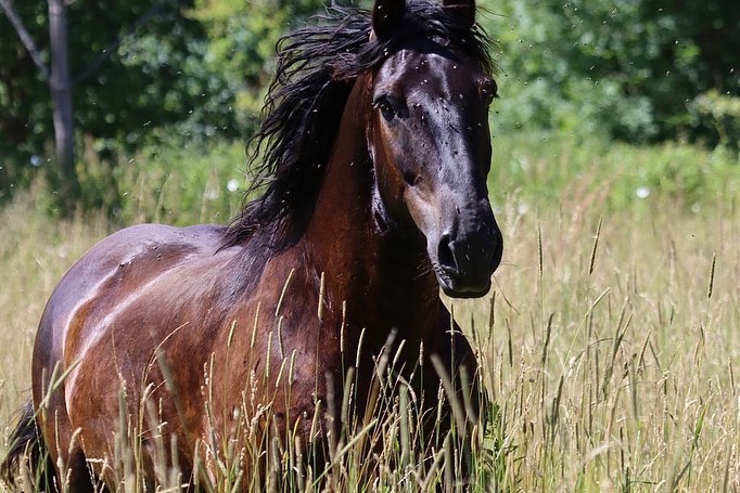 Ein schwarzes Pferd in einer hohen Wiese.