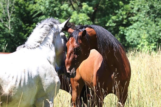 Ein weißes und ein braunes Pferd berühren sich mit den Nasen.