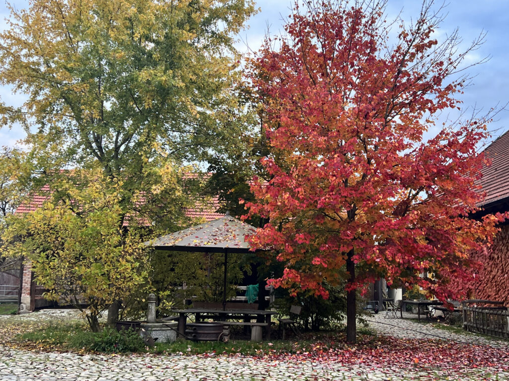 Ein gepflasterter Innenhof mit einem runden Platz: Sonnenschirm und drei Bäume, wovon einer schon tiefrote Blätter trägt.