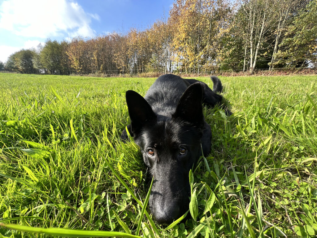 Ein schwarzer Schäferhund im Gras.