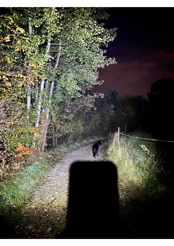 Ein Nachtfoto von einem Hund auf einem Weg.