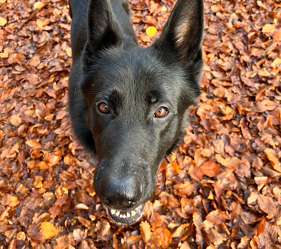 Ein schwarzer Schäferhund auf mit Herbstlaub bedecktem Boden blickt in die Kamera