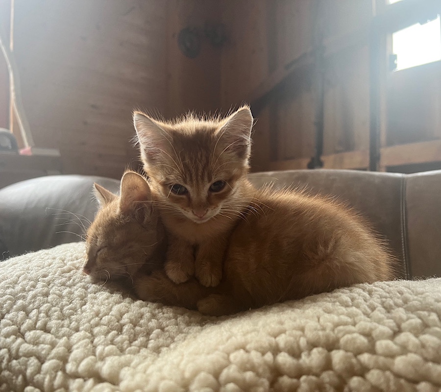 Zwei kleine rote Kätzchen kuscheln übereinander auf einer Wolldecke