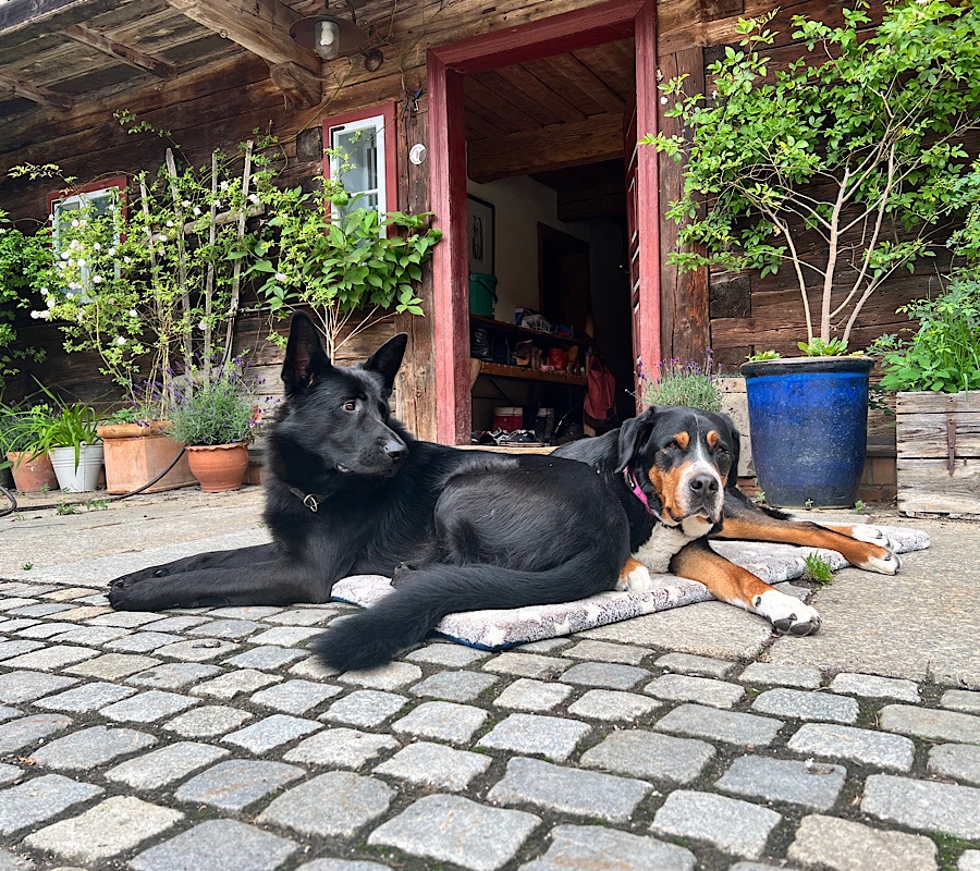 Ein schwarzer Schäferhund und eine Große Schweizer Sennenhündin liegen zusammen auf einer Hundedecke vor einem Hauseingang mit offener Tür