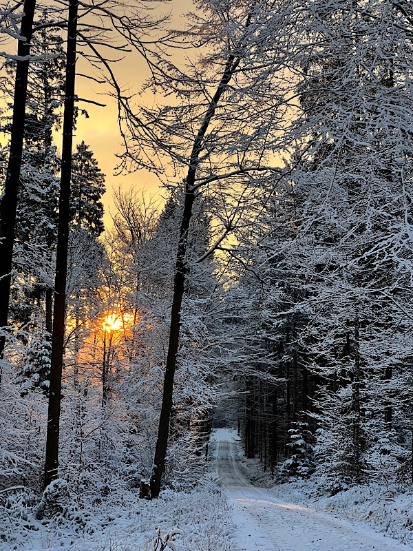 Weg im verschneiten Wald