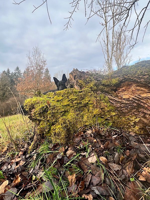 Ein umgestürzter Baum, hinter dem ein schwarzer Schäferhund hervorschaut.