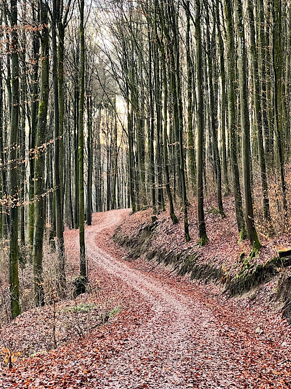 Ein sich schlängelnder Waldweg von hohen Bäumen gesäumt.