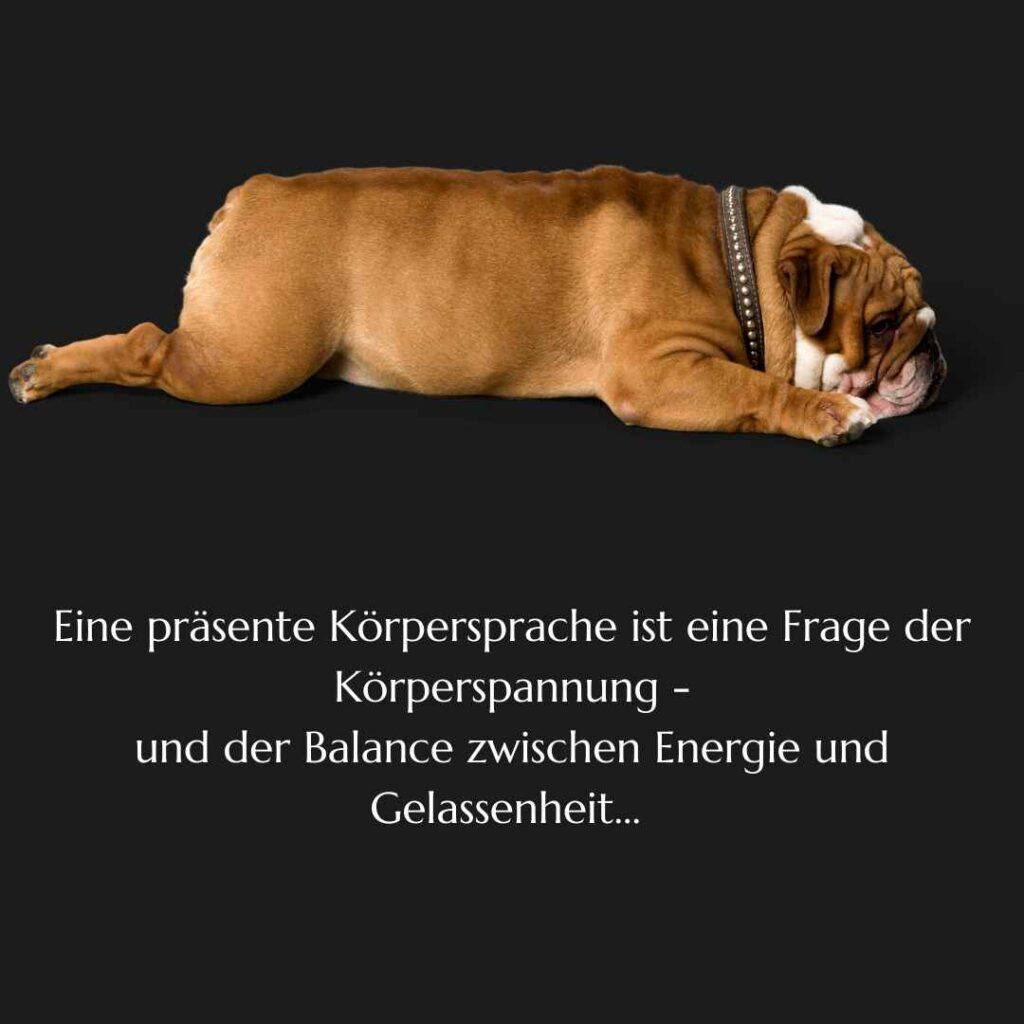 Eine Englische Bulldogge liegt platt auf dem Boden. Ihre Körpersprache drückt keine Präsenz aus.