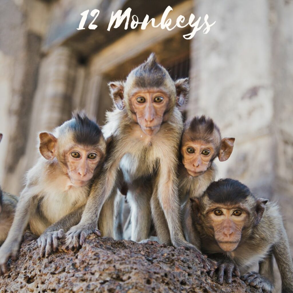 4 kleine Affen auf einem Felsen blicken neugierig in die Kamera