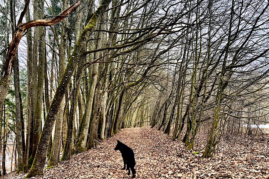 Ein schöner Waldweg mit Laubbedecktem Boden und einem schwarzen Schäferhund.