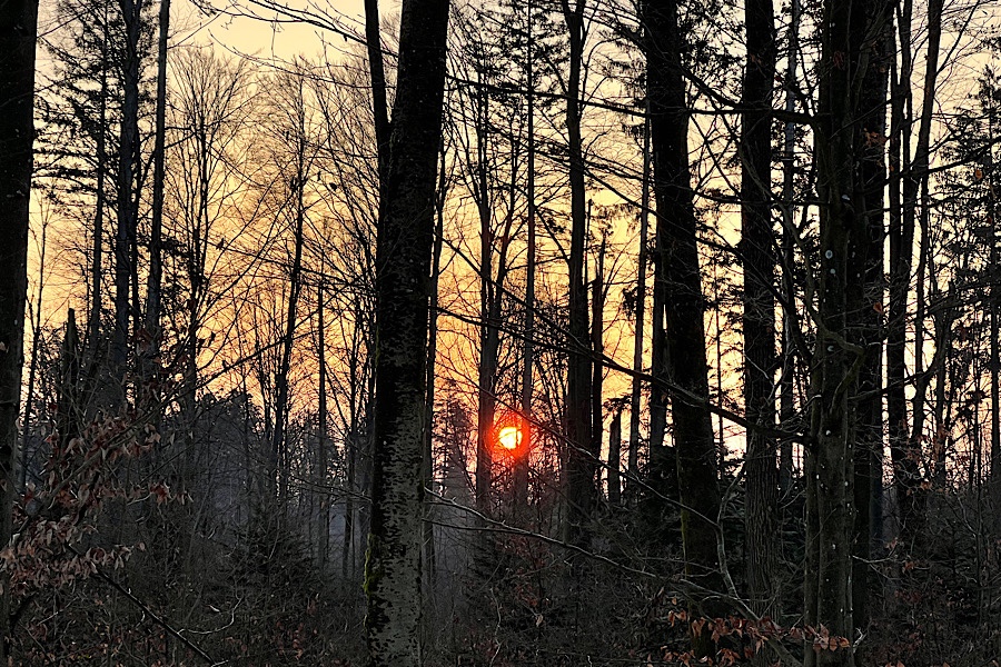 Sonnenaufgang im Wald mit rotem Sonnenball zwischen dunklen Baumstämmen.