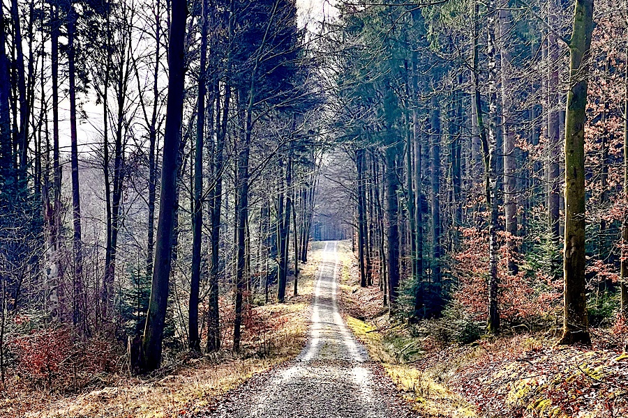 Ein gerader Waldweg