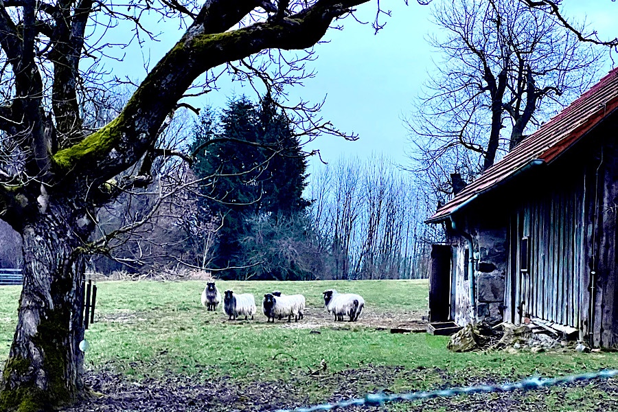 Schafe auf einer Wiese am Abend