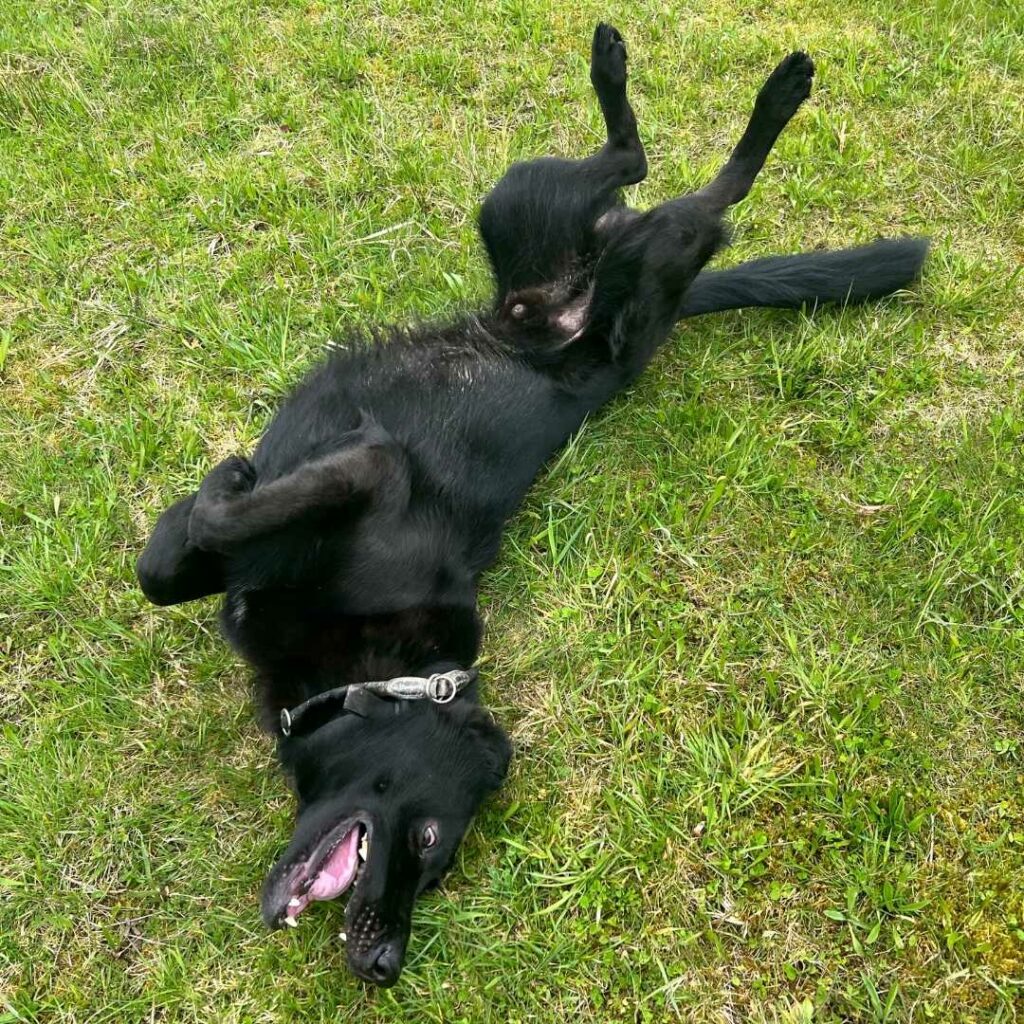 Ein schwarzer Schäferhund liegt auf einer Wiese auf dem Rücken und hechelt.
