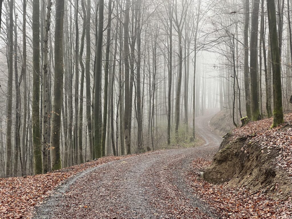 Sich schlängelnder Waldweg im Nebel