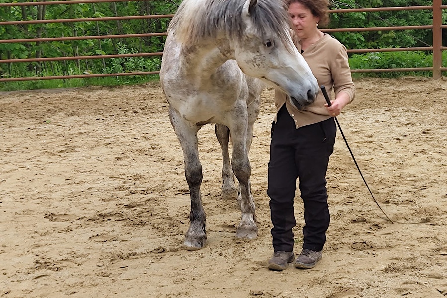 Der Schimmel Levin zappelt mit weit geöffneten Augen und findet noch nicht zur Ruhe, während Elma Esrig mit entspanntem Körper neben ihm steht.