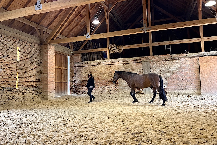 Die Trainierende arbeitet in der Halle mit dem braunen Spanier Kairon. 