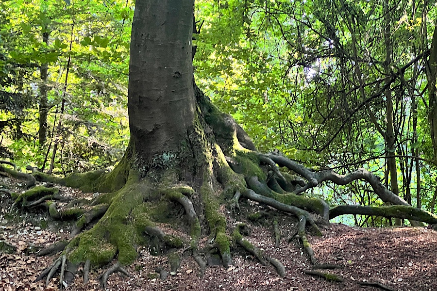 Ein sehr alter Baum mit großen, freiliegenden Wurzeln.
